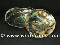 (image for) Paua Shell 6-7 inch