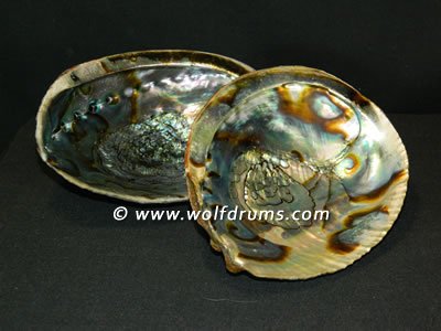 (image for) Paua Shell 6-7 inch