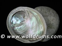 * White Abalone Shell - Extra Large